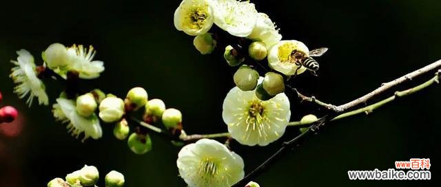 传递坚韧与纯洁的花朵 白梅花的花语