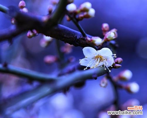 传递坚韧与纯洁的花朵 白梅花的花语