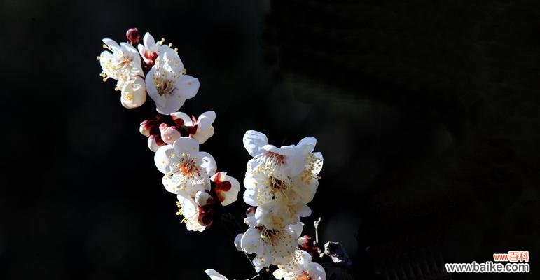 传递坚韧与纯洁的花朵 白梅花的花语