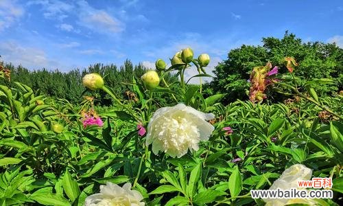 探秘白芍花的花语与传说 白芍花