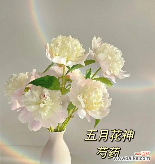 探秘白芍花的花语与传说 白芍花