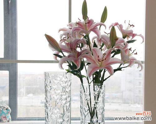 相互映衬 百合花与富贵竹的搭配意义