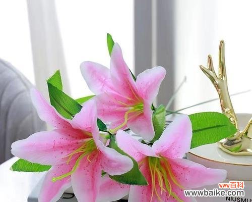 相互映衬 百合花与富贵竹的搭配意义