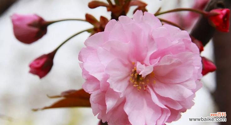 揭开日本大和抚子的真正含义 大和抚子是什么意思