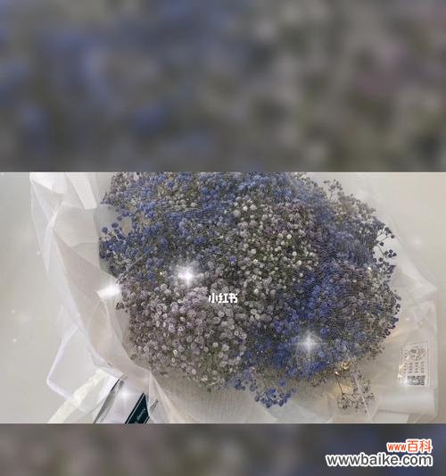 探寻满天星花的情感意义与象征意义 满天星的花语