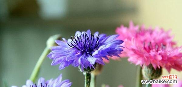 探寻矢车菊的花语，领悟不同颜色的含义 不同颜色矢车菊的花语