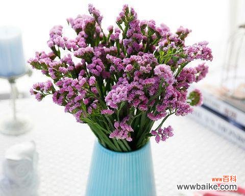 深入了解勿忘我花的花语和文化内涵 勿忘我花的寓意