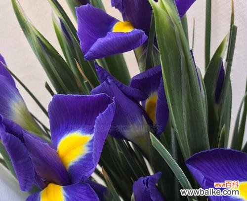 探寻这种美丽花卉的神秘传说和寓意 鸢尾花的花语和传说