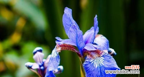 探寻这种美丽花卉的神秘传说和寓意 鸢尾花的花语和传说