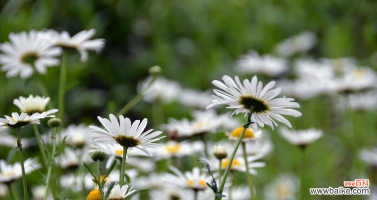 传承千年的中华文化，用菊花传递祝福与美好 白晶菊花语