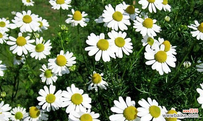 传承千年的中华文化，用菊花传递祝福与美好 白晶菊花语