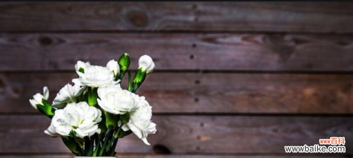 祝福、纯洁、思念——白色康乃馨的含义深入解读 白色康乃馨的花语与含义