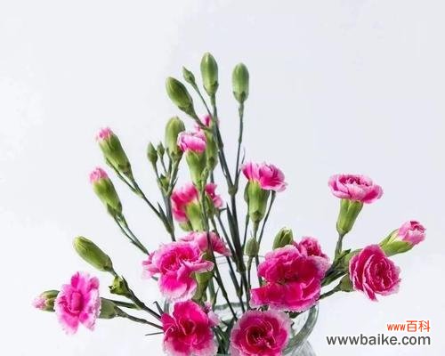 祝福、纯洁、思念——白色康乃馨的含义深入解读 白色康乃馨的花语与含义