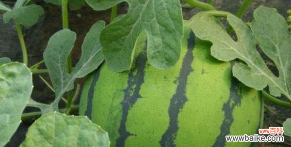 西瓜 西瓜的象征意义与特殊含义