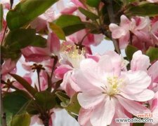 探寻以西府海棠的内涵与情感 以西府海棠的花语与寓意