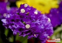 以勿忘我所有颜色为媒介 勿忘我花语