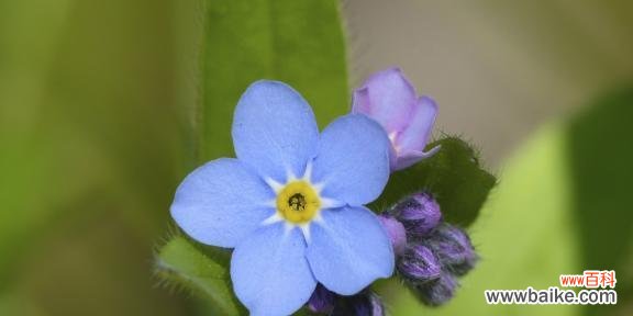 以勿忘我所有颜色为媒介 勿忘我花语