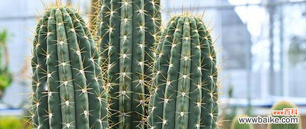 探索仙人掌的象征意义与生命力 仙人掌