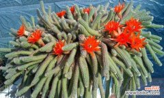 探索仙人掌的象征意义与生命力 仙人掌