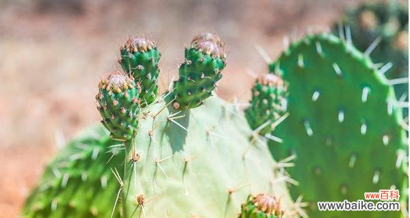 探索仙人掌的象征意义与生命力 仙人掌