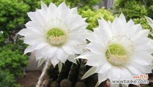 探寻仙人球开花的神秘之处 仙人球开花的寓意与兆头