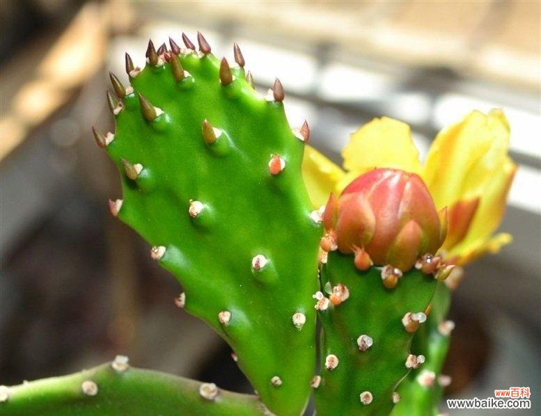 探寻仙人球开花的神秘之处 仙人球开花的寓意与兆头