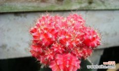 探寻仙人球开花的神秘之处 仙人球开花的寓意与兆头