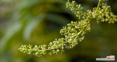 解读香椿树花开的象征意义 香椿树开花的寓意与预示