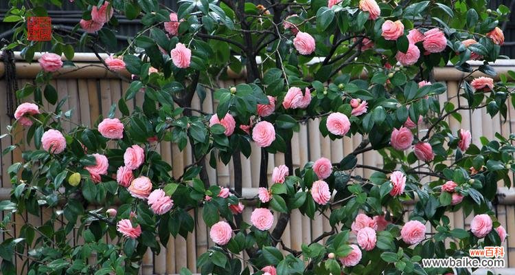 解读香椿树花开的象征意义 香椿树开花的寓意与预示