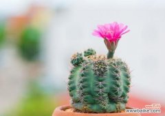 探究仙人球花的象征意义 仙人球花的花语与寓意大揭秘