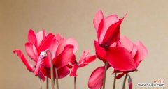 探索花卉背后的深意 以仙客来花语与寓意