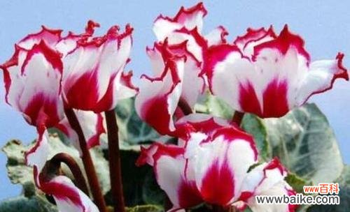 探索花卉背后的深意 以仙客来花语与寓意