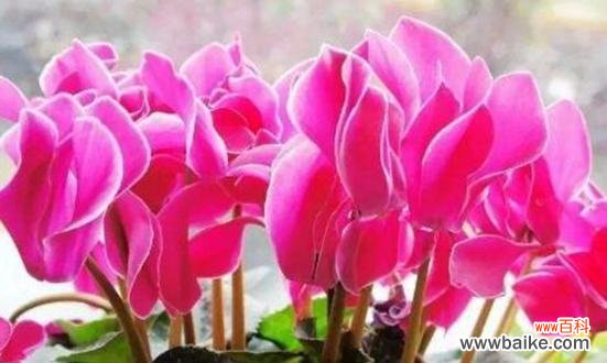 探索花卉背后的深意 以仙客来花语与寓意