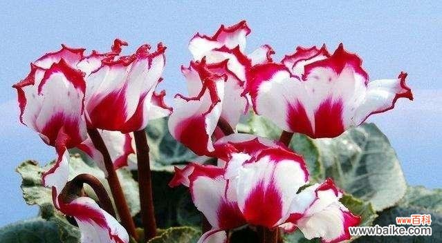 探索仙客来花语的意义 以仙客来的花语