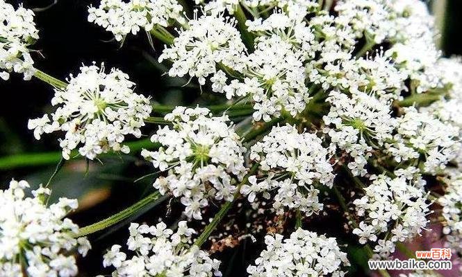 探秘香菜为何会开花 香菜的生长特点及开花情况解析