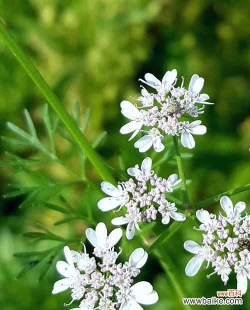 探秘香菜为何会开花 香菜的生长特点及开花情况解析