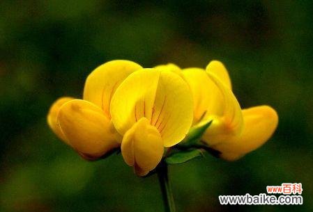 探索鲜花所代表的情感和意义 花语之玫瑰