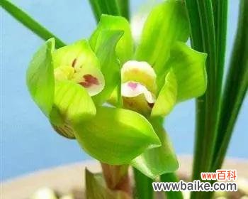 探索鲜花所代表的情感和意义 花语之玫瑰