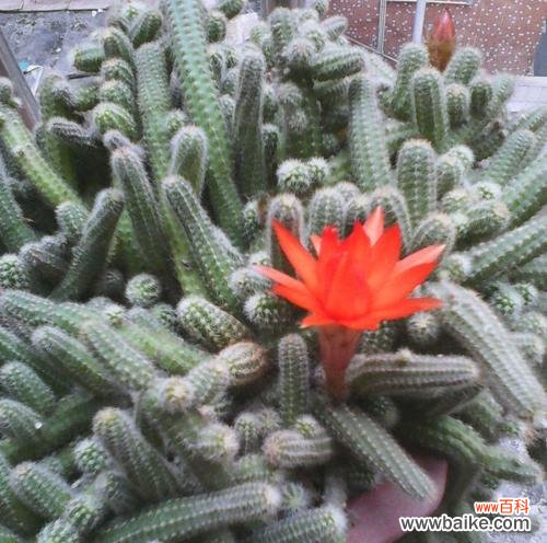 解读仙人指花语言中的秘密与意义 仙人指花语的象征与寓意