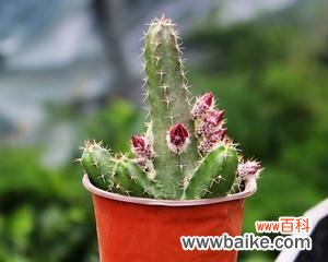 解读仙人指花语言中的秘密与意义 仙人指花语的象征与寓意