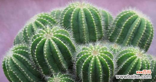 探索仙人掌的花语和隐藏的意义 仙人掌之花语