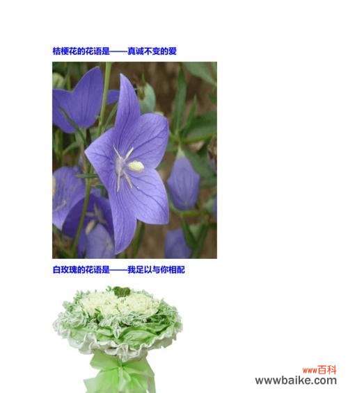 探索仙人掌的花语和隐藏的意义 仙人掌之花语