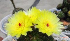 探索仙人掌的花语和隐藏的意义 仙人掌之花语