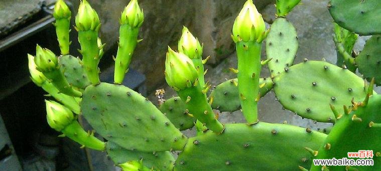 探寻仙人掌的神秘花语和寓意 仙人掌花语与寓意