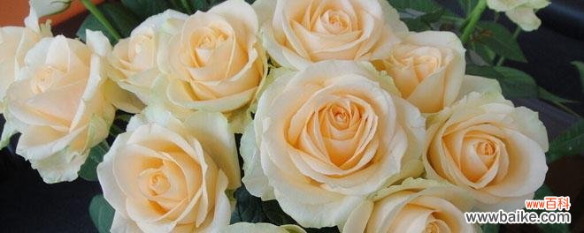 探索香槟玫瑰花的花语及其意义 香槟玫瑰花语与其象征的美好