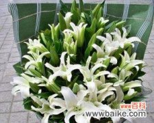 传递喜悦的香槟百合花 香槟百合的花语