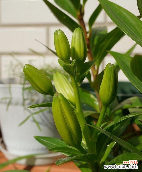 打造花园中的优雅之花 百合花的养护全攻略