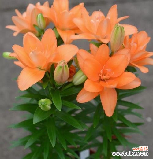 打造花园中的优雅之花 百合花的养护全攻略