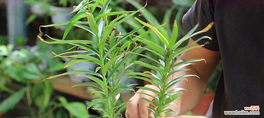 打造花园中的优雅之花 百合花的养护全攻略