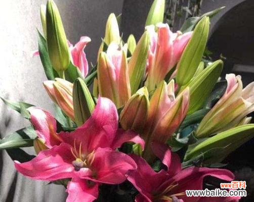 探寻百合罗宾娜的内涵与意义 百合罗宾娜